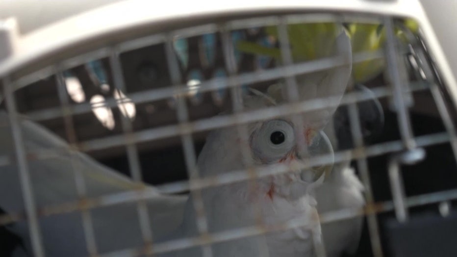 A cockatoo sits in a cage. 