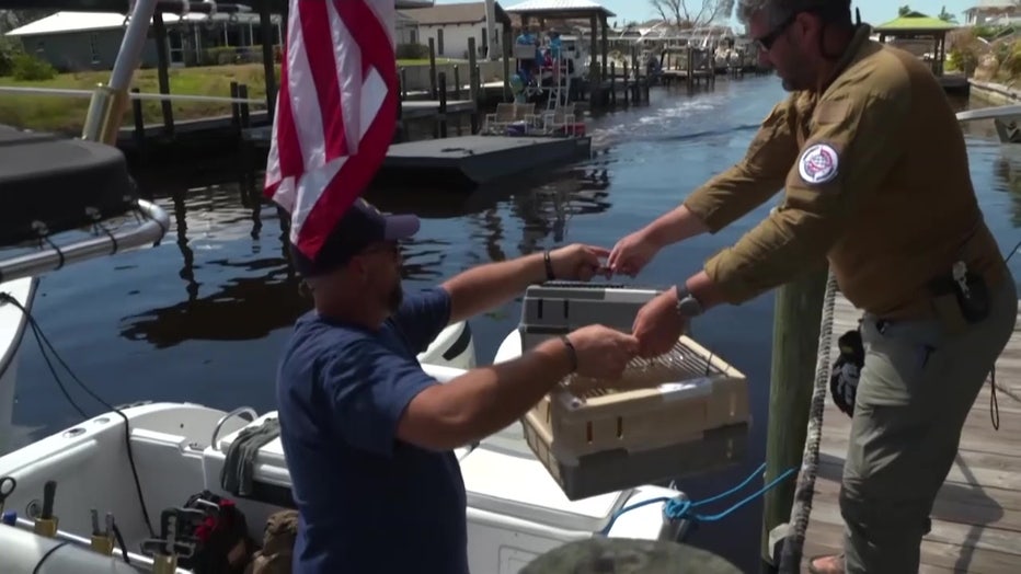 Volunteers put the birds on boats to get them to dry land. 