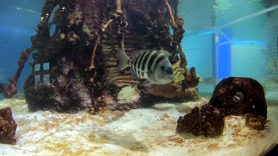 Tampa Bay Watch has an aquarium at the Pier with fish that are found in Tampa Bay. 