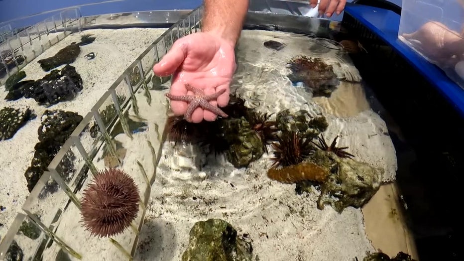 Tampa Bay Watch has a touch tank at the Pier to give visitors an interactive experience. 