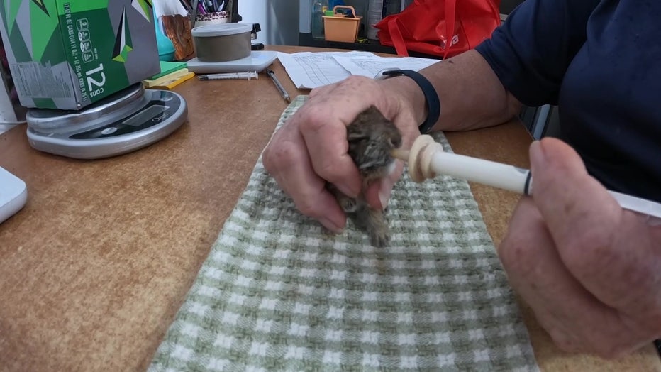 A volunteer bottle-feeds a baby squirrel displaced by Hurricane Ian.
