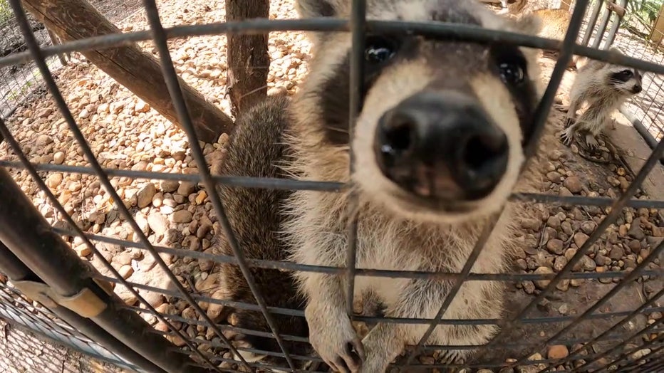 A racoon recovers at the Wildlife Center of Southwest Florida after Hurricane Ian.
