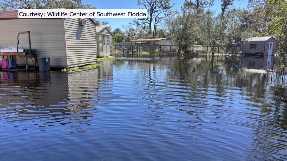 The Wildlife Center of Southwest Florida suffered damage in Hurricane Ian. 