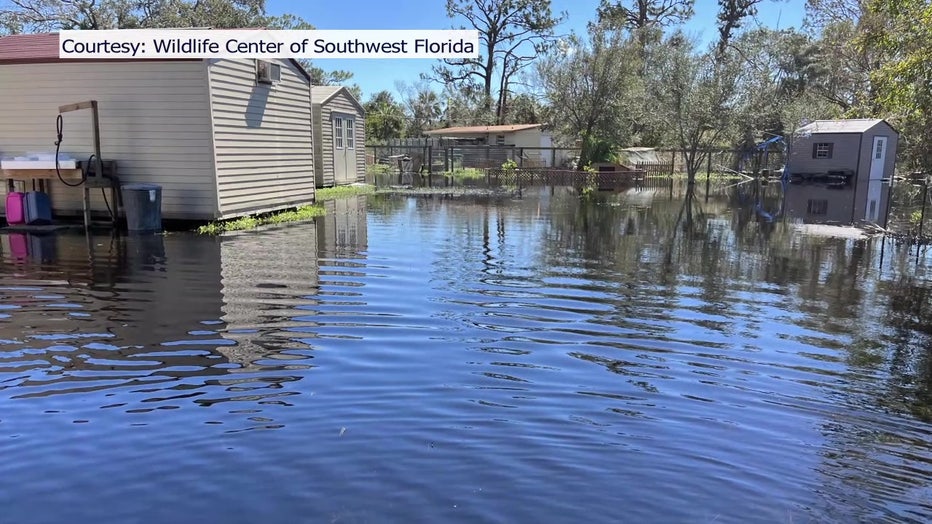 The Wildlife Center of Southwest Florida suffered damage in Hurricane Ian.