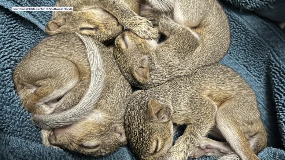 Baby squirrels recover after being displaced by Hurricane Ian.