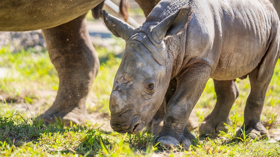 The new member of the rhino crash at Busch Gardens Tampa Bay (Busch Gardens)