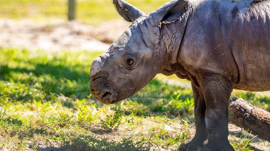 Male southern white rhino born at Busch Gardens Oct. 2 (Busch Gardens)