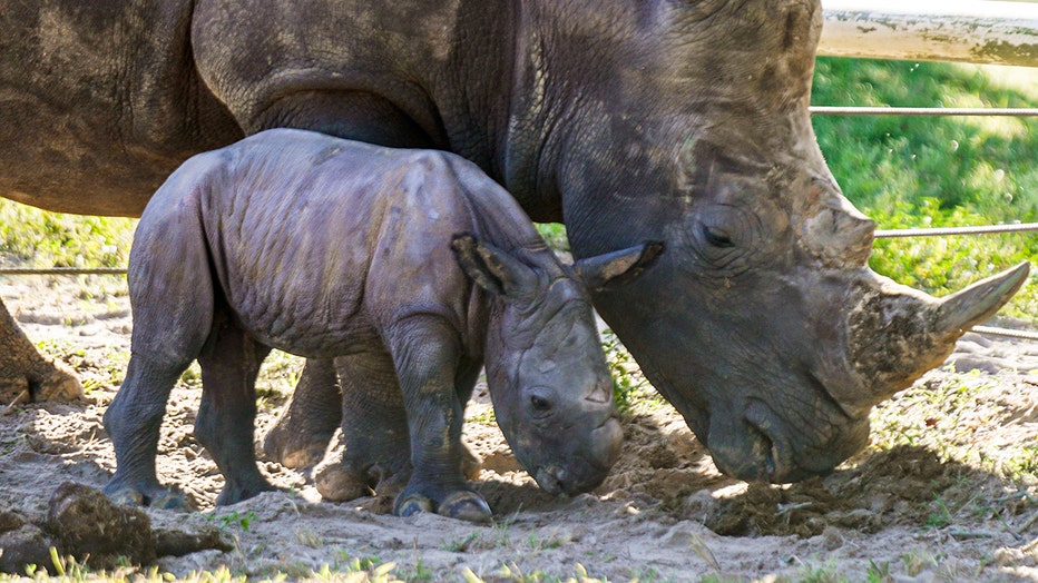 Busch Gardens Tampa Bay needs help naming its new southern white rhino calf (Busch Gardens)