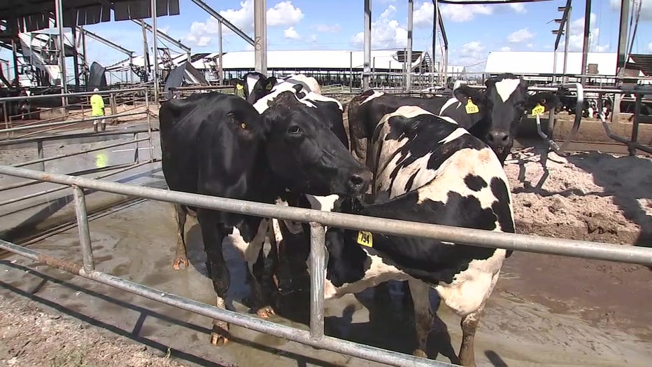 Dakin farm owners worry more cows could become sick after the storm