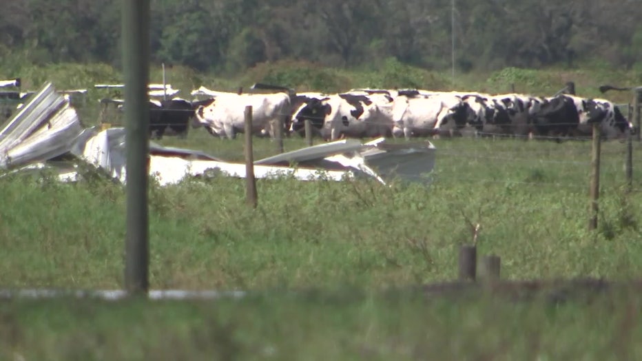 At least 250 dairy cows at Dakin Farms died in Hurricane Ian