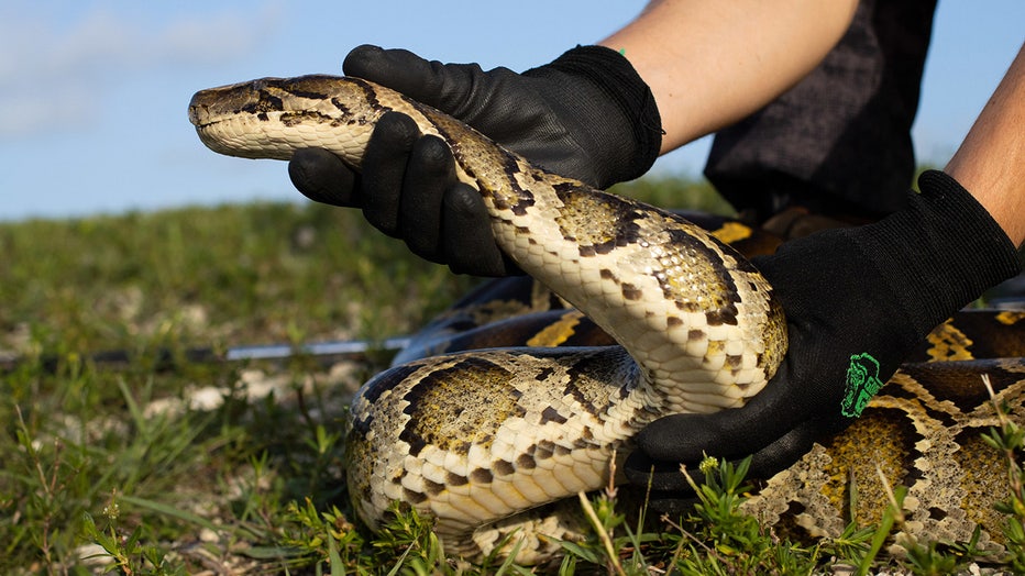Photo: A python hunter captures an invasive Burmese python in the Florida Everglades during the annual Florida Python Challenge.