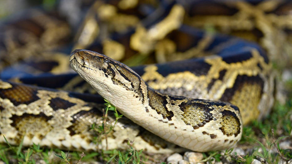 Photo: A python hunter captures an invasive Burmese python in the Florida Everglades during the annual Florida Python Challenge.