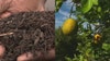 Human waste transforms hurricane debris into superfood for citrus crops