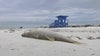 Dead fish line Siesta Beach as red tide impacts parts of Sarasota Bay