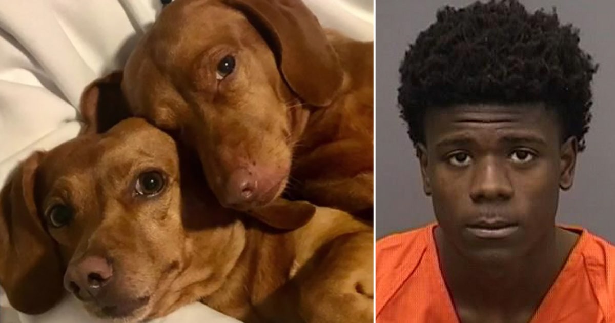 'Cold-hearted': Tampa police arrest suspect accused of shooting ...
