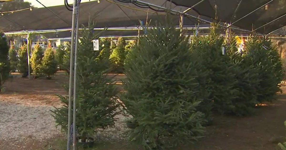 How to pick the perfect Christmas tree and keep it alive | FOX 13 Tampa Bay