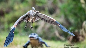 Florida photographer captures amazing shot of heron flying off with baby alligator in mouth