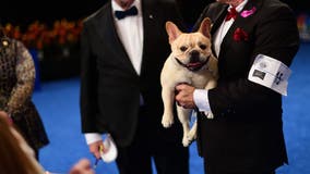 PETA blasts 'shameful' National Dog Show whose best-in-show winner is owned by NFL player