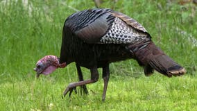 Wild turkey population exploding in Massachusetts