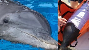 Clearwater Marine Aquarium welcomes new dolphin unable to live in the wild due to illegal human interaction