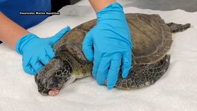 Sick sea turtle washed up by Nicole now recovering at Clearwater Marine Aquarium