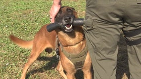 Manatee County K9 back on the job after being stabbed by a suspect