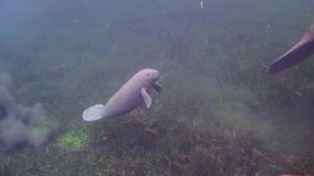 Florida reporting fewer manatees are dying of starvation this year