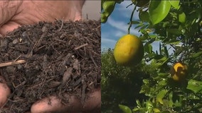 Human waste transforms hurricane debris into superfood for citrus crops