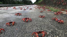Millions of red crabs invade streets amid annual migration on Australia’s Christmas Island