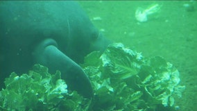 Florida non-profit sues state over policies they say allowed pollution to kill off manatees' main food source