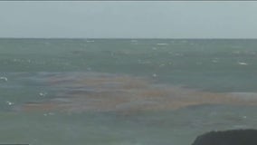 Elevated red tide levels detected at Sarasota County beaches after Hurricane Ian