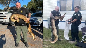 Deputy captures 10-foot, 75-pound boa constrictor in Florida neighborhood