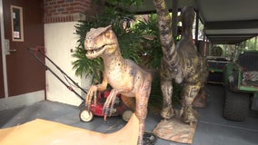 Police search for animatronic baby dinosaur stolen in New Port Richey