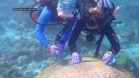 Mote Marine helps develop medicine that helps treat deadly coral disease