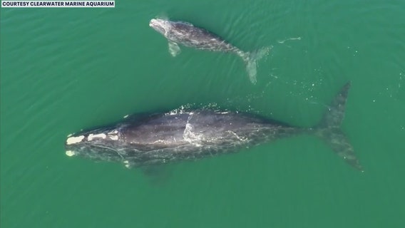 Flight team begins tracking right whales migrating along East Coast
