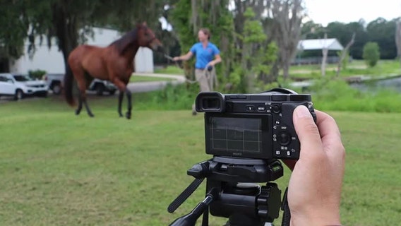 UF taking guesswork out of veterinary medicine with artificial intelligence