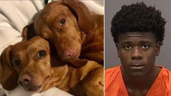 'Cold-hearted': Tampa police arrest suspect accused of shooting, killing victim's dog during robbery