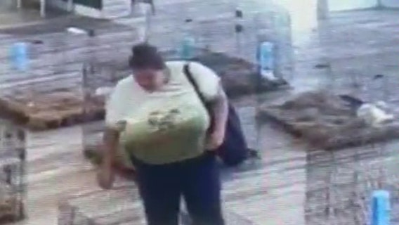 Woman caught on video stealing puppy from Lakeland store, investigators say
