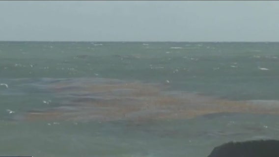 Elevated red tide levels detected at Sarasota County beaches after Hurricane Ian