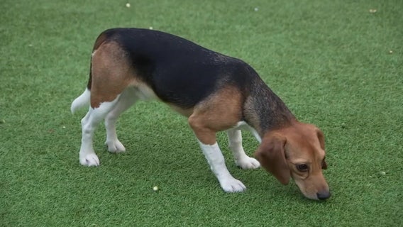 ‘There must be another way’: Beagle found in research facility finds new forever home in Tampa