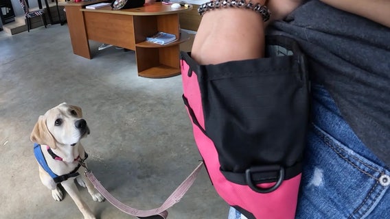 Pet care business give boost to local non-profit serving heroes through service dogs