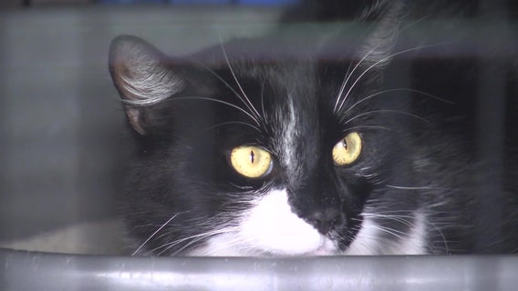 Multiple cats shot in Town 'N' Country mobile home community in the last year and a half, rescue group says