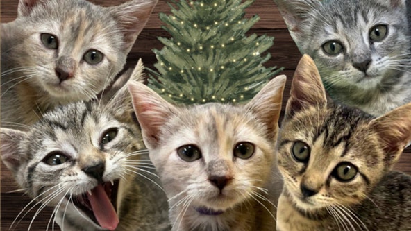 Five adoptable kittens named after the Backstreet Boys won't have you feeling incomplete this Christmas