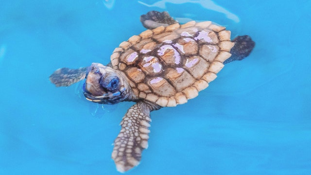More than 300 turtle nests observed on Bay Area beaches in last 200 days