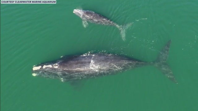 Flight team begins tracking right whales migrating along East Coast