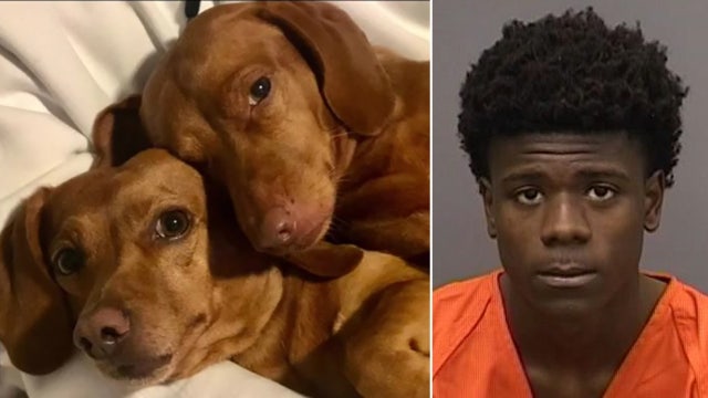 'Cold-hearted': Tampa police arrest suspect accused of shooting, killing victim's dog during robbery