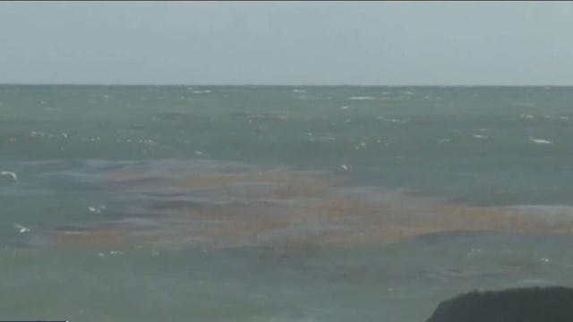 Elevated red tide levels detected at Sarasota County beaches after Hurricane Ian