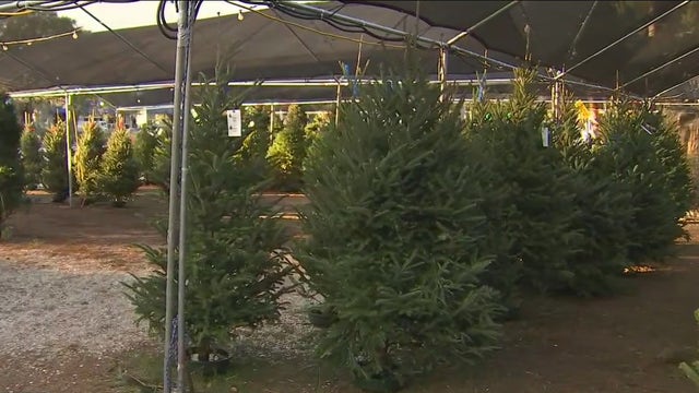 How to pick the perfect Christmas tree and keep it alive