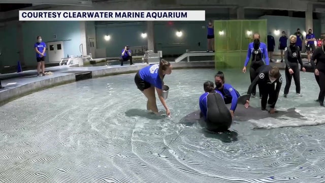 Newest Clearwater Marine Aquarium dolphin rescued after years of human interaction caused health decline