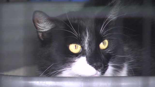 Multiple cats shot in Town 'N' Country mobile home community in the last year and a half, rescue group says